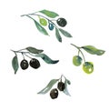 Green olive tree little branch with berries Royalty Free Stock Photo