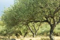 Green olive trees in Greece during summer Royalty Free Stock Photo