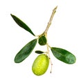 Green olive on twig isolated over white background