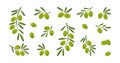 Green olive vector icon, cartoon branch olives, fruit food with leaf, italian or greece berry, oliva oil cooking. Mediterranean