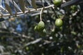 Green olives background. Branch of olive tree. Mediterranean nature.Plant.