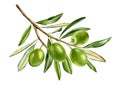 Green olives on big branch. Watercolor ripe fruits with leaves. Realistic botanical painting with fresh olives. Hand