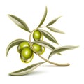 Green olives branch