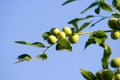 Green olives branch. Royalty Free Stock Photo