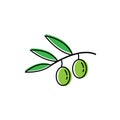 Green olives in the branch. Isolated vector illustration.