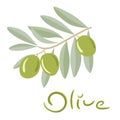 Green olives on a branch with leaves