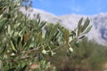 Green olives on a branch of an olive tree against a blue sky on a sunny day, Croatia Royalty Free Stock Photo