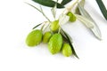 Green olives branch with rain drops Royalty Free Stock Photo