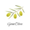 Green Olives Branch, vector logo, label, illustration. Royalty Free Stock Photo