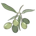 Green olives on a branch, vector. Whole olive. A plucked branch with leaves and fruits.