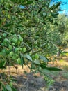 Green Olives close-up. Olives growing on a tree Royalty Free Stock Photo