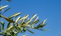 Green olives fruits on branches on blue sky background with copy space Royalty Free Stock Photo