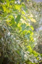 Green olives and grapevine on a sunny summer day close-up