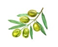 Green olives with leaves on white background, watercolor Royalty Free Stock Photo