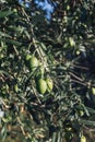 green olives on olive branches Royalty Free Stock Photo