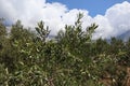 Green olives on an olive tree against a background of white clouds, mountains and blue sky Royalty Free Stock Photo