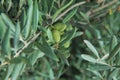 Green olives in a olive tree branch. Olive tree with green olives, close up. Concept of olives, tradition. Olive growing