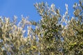 Green olives and olive tree branches on blue sky background. Mount of Olives, Jerusalem, Israel Royalty Free Stock Photo