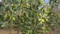 Green olives plantation. Olive trees grow in regions with hot, dry summers. Royalty Free Stock Photo