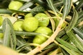 Green olives. Real olive branches with leaves and olives