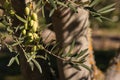 Green olives ripening on olive tree Royalty Free Stock Photo