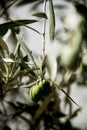 Green olives ripening on tree Royalty Free Stock Photo