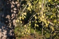 green olives ripening on tree Royalty Free Stock Photo