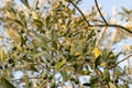 Green olives ripening on a tree Royalty Free Stock Photo