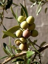 Green olives rippening on the branch Royalty Free Stock Photo