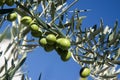 Green olives rippening on the branch Royalty Free Stock Photo