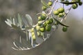 Green olives on the tree