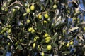 Green olives on the tree Royalty Free Stock Photo