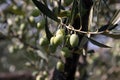Green olives on the tree Royalty Free Stock Photo