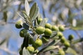 Green olives on the tree Royalty Free Stock Photo