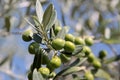 Green olives on the tree