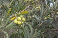 Green olives on a tree Royalty Free Stock Photo