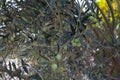 Green olives on tree in autumn Royalty Free Stock Photo