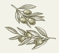 Green olives on tree branch with leaves. Agricultural ripe plant. Hand drawn engraved sketch vector illustration Royalty Free Stock Photo