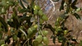 Green olives on tree branches. Olive are intensely bitter, harvested