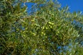 Green olives in the tree close to the harvest time Royalty Free Stock Photo