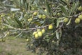 Green olives on a tree Royalty Free Stock Photo