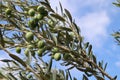 Olive tree branch with green olives against the sky and clouds, Croatia, Dalmatia Royalty Free Stock Photo