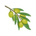 Green olives, vector design element or icon. Royalty Free Stock Photo