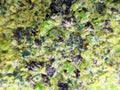 green olivine mineral texture Royalty Free Stock Photo