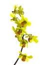 Green Oncidium Orchid