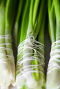 Green onion Royalty Free Stock Photo