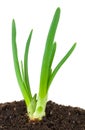 Green onion Royalty Free Stock Photo