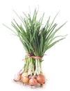 Green onion Royalty Free Stock Photo