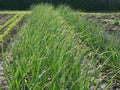 Green onion beds and dug-up earth.