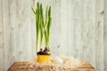 Green onion bulb in pot and white eggs